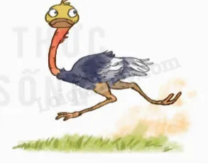 Mô tả các ký hiệu và thông số kỹ thuật in trên thành lốp ô tô