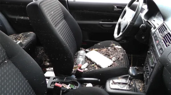 Chuột làm tổ trên khoang động cơ ô tô gây ra thiệt hại nghiêm trọng