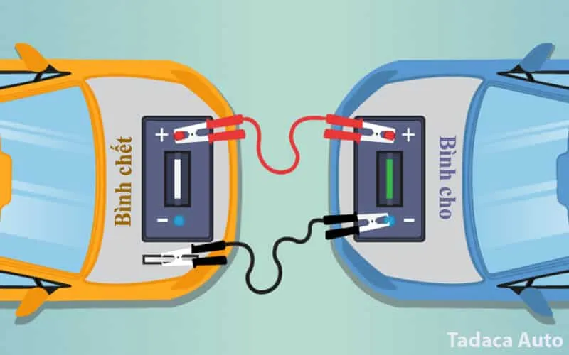 Bảo quản dây câu bình