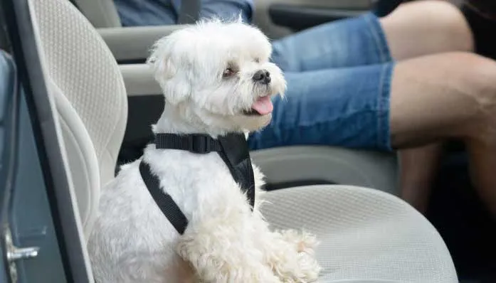 Lông chó mèo bám trên ghế nỉ của xe ô tô là nguồn gốc của mùi hôi khó chịu và là một phần của allintitle:cách khử mùi hôi của xe ô tô