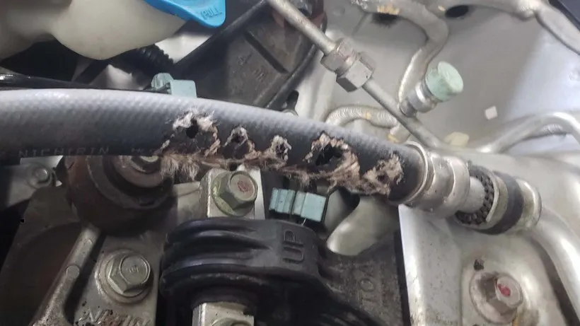 Hệ thống ống dẫn bị chuột cắn rách nhiều lỗ