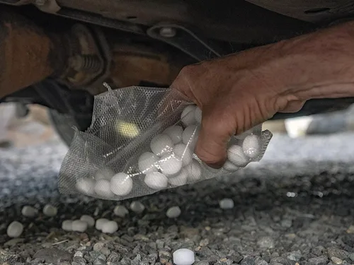 Băng phiến đuổi chuột