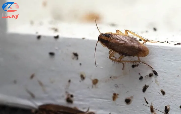 Các dấu hiệu xe ô tô có gián