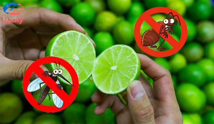 Diệt gián trên xe ô tô bằng chanh