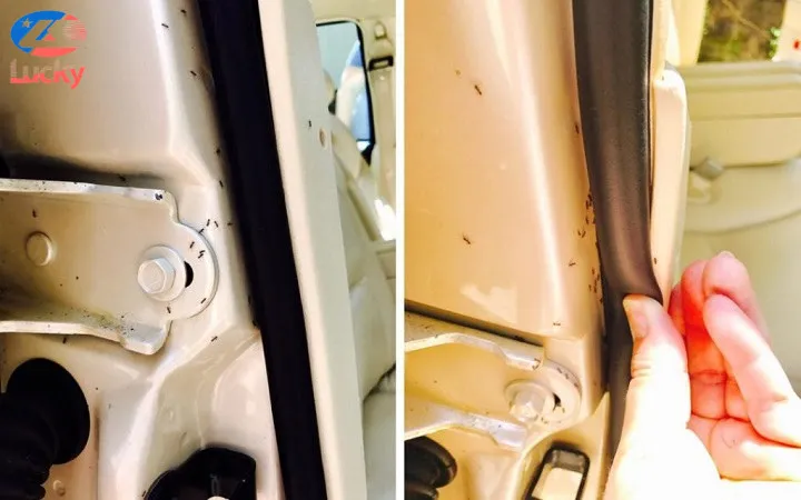 Kiến có trên ô tô bắt nguồn từ nhiều nguyên nhân khác nhau