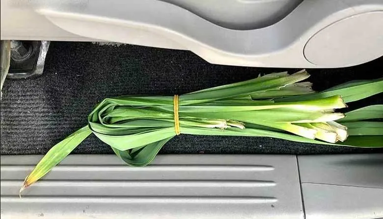 Khử mùi ô tô mới bằng lá dứa