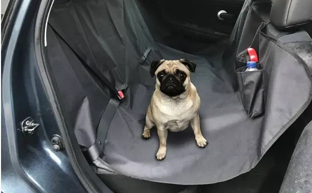 Dùng chất khử có các thành phần enzyme có khả năng loại bỏ mùi hôi động vật hiệu quả