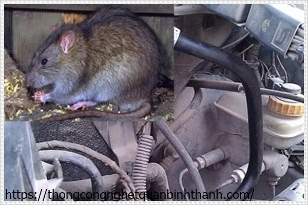 Kiểm tra và sửa chữa những hư hỏng do chuột gây ra trong xe hơi