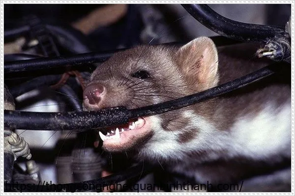 Chuột cắn phá hệ thống dây điện và chi tiết trong khoang máy ô tô