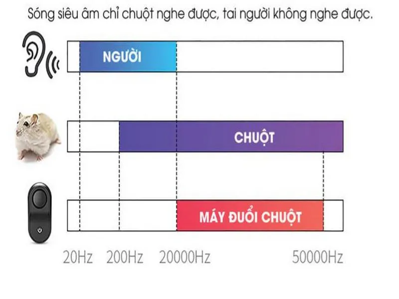 Minh họa sóng siêu âm tác động lên nhiều giác quan và hệ thần kinh của chuột