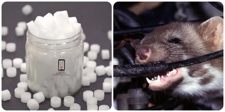 Cách đuổi chuột ra khỏi ô tô bằng mùi hương tự nhiên