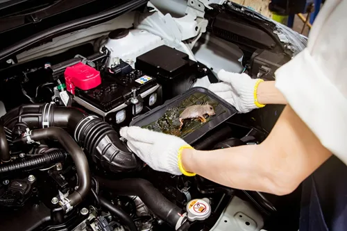 Miếng dán bẫy chuột