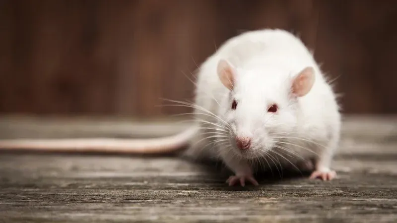 Chuột chui vào khoang máy tìm nơi ấm áp