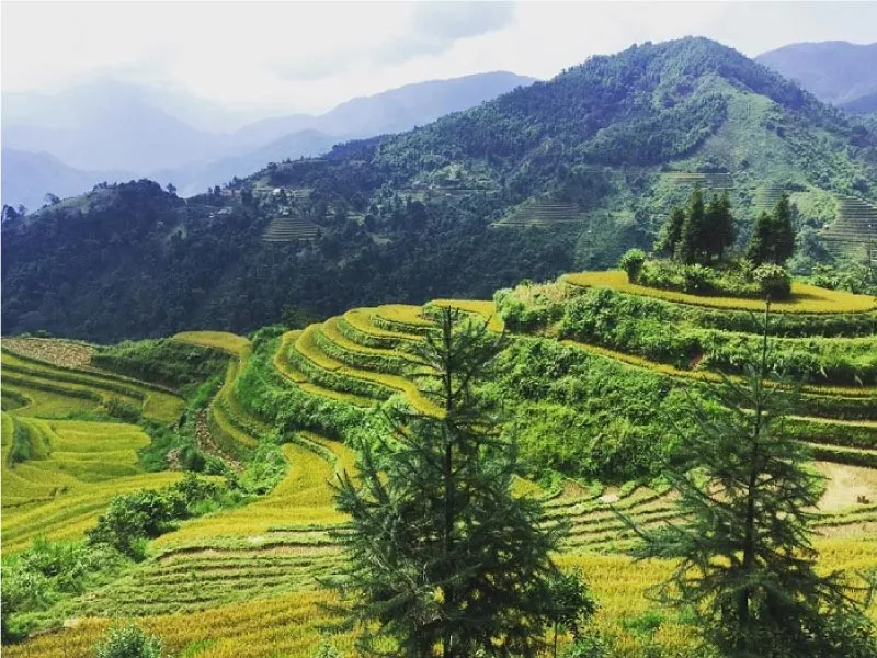 ruong-bac-thang-si-ma-cai