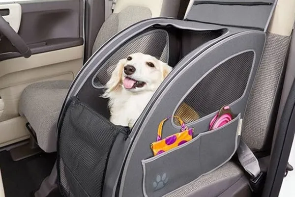 Vận chuyển thú cưng bằng xe khách