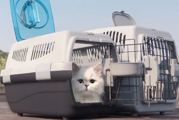 Phương tiện vận chuyển chó mèo đi xa