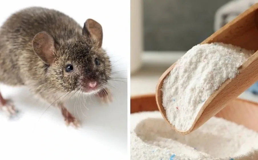 Sử dụng bột tiêu để chống chuột cho xe ô tô tự nhiên