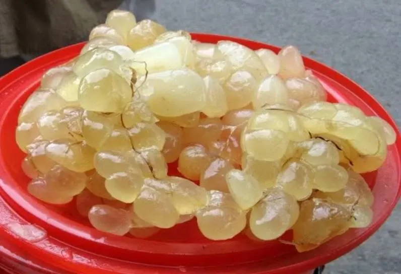 Dùng mỡ trăn/mỡ bò để chống chuột cho xe ô tô tự nhiên