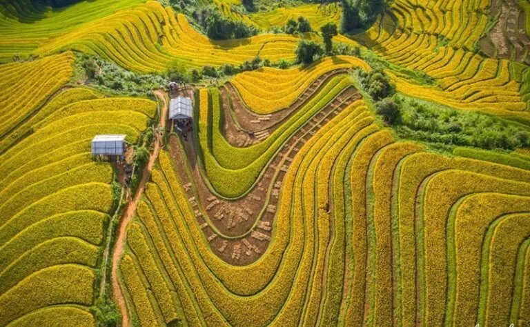 Xe khách từ bến Mỹ Đình đi Mù Cang Chải phục vụ đông khách vào mùa lúa chín